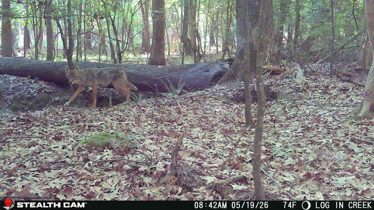 Trail cam view of two foxes under a fallen log in a wooded forest clearing