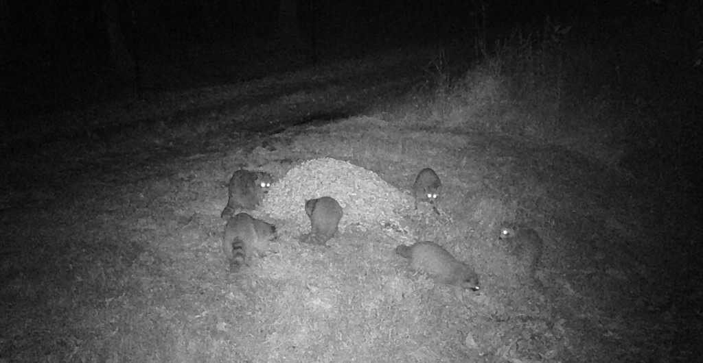 Night-vision view of a small animal crouched on a dirt path near a log or rock.