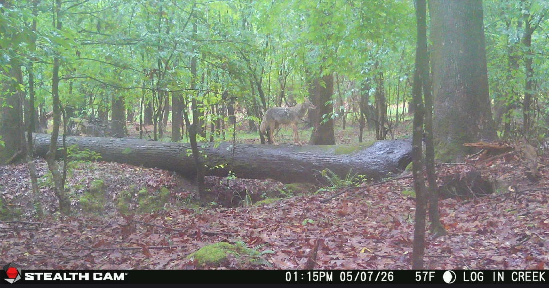 Foggy forest with a fallen tree across the ground and a deer standing in the distance