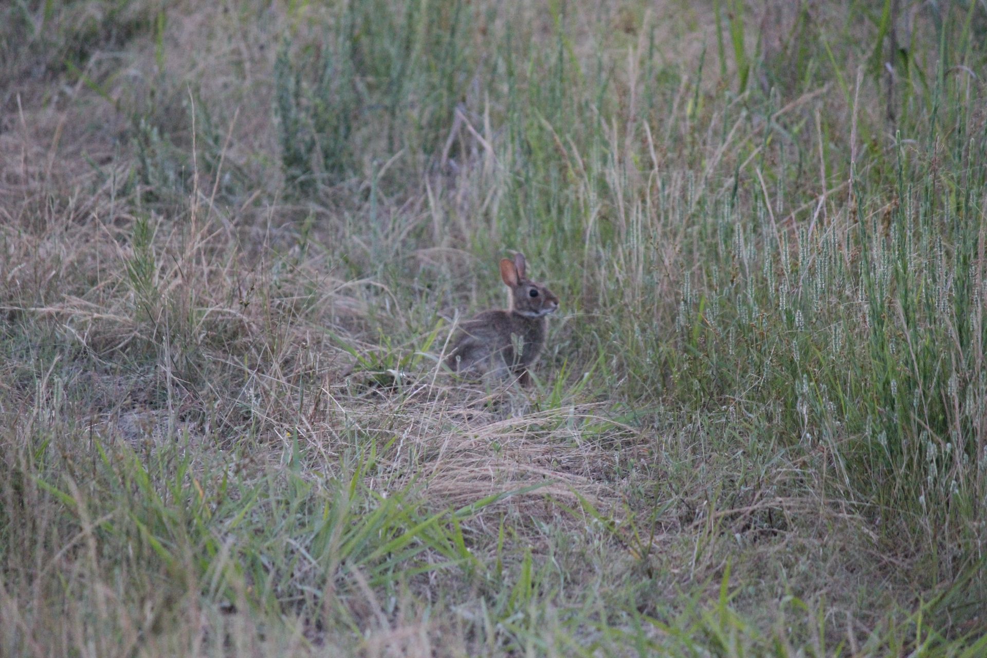 Small bird with a red head sitting in tall grass in a natural field.