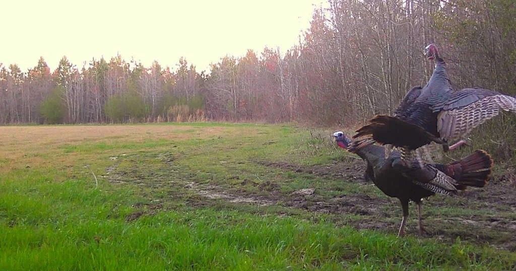 Wild turkeys in a grassy field at sunset, one displaying its tail feathers.