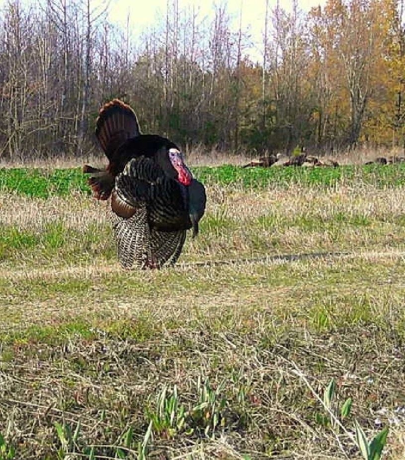 Wild turkey standing in a grassy field with autumn trees in the background