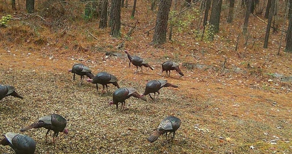 Several wild turkeys foraging in a leaf-covered forest clearing