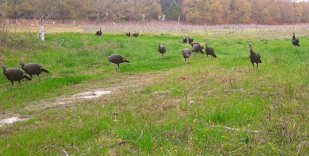 Wild turkeys scattered across a green field with a dirt path and trees in the background