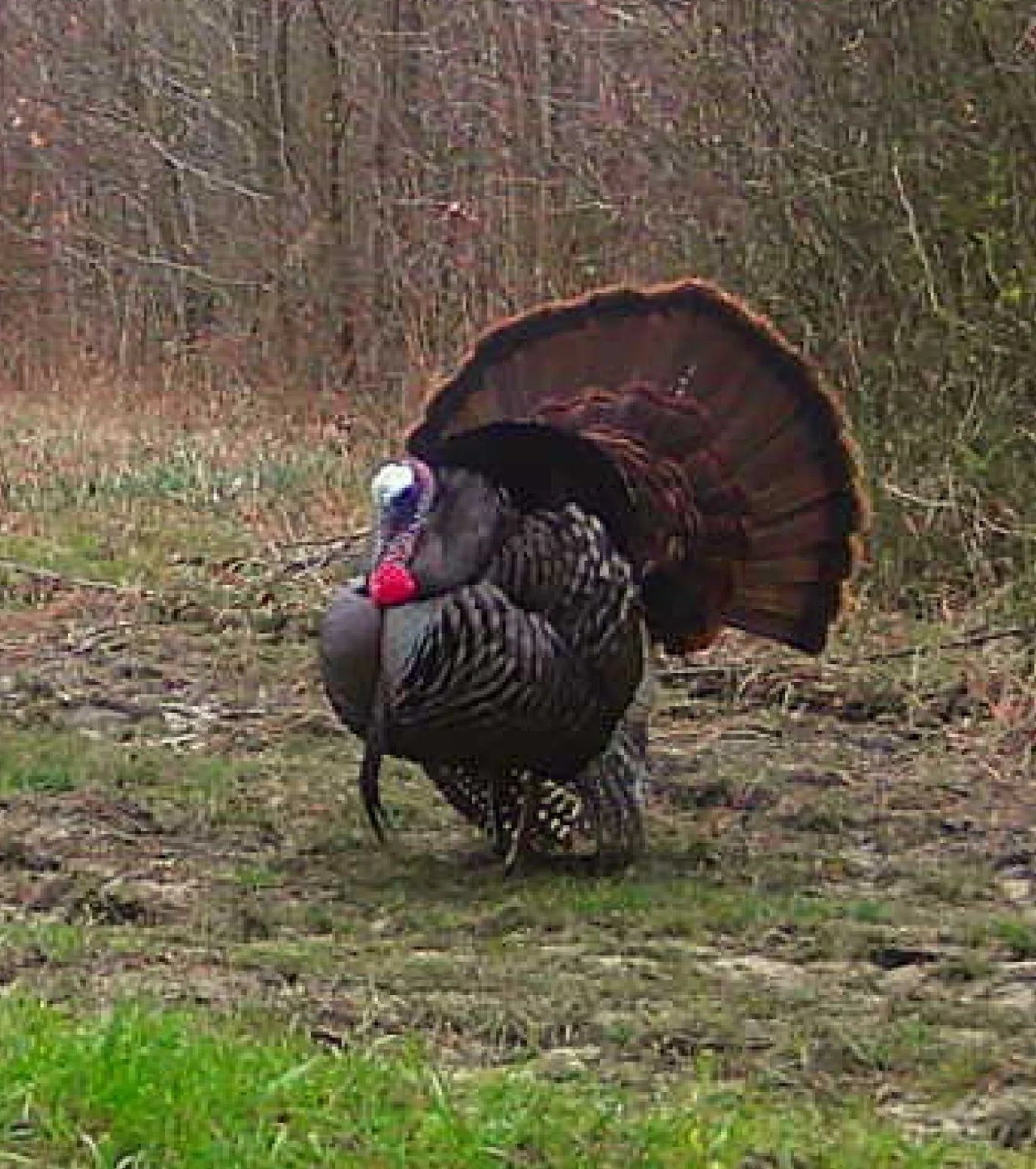 Wild turkey displaying its tail fan in a grassy field near woods
