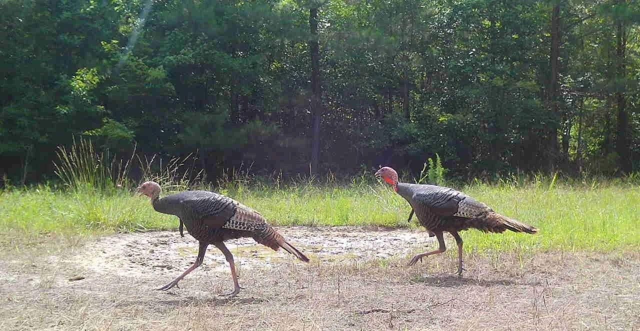 Two wild turkeys walking across a gravel clearing beside trees and grass