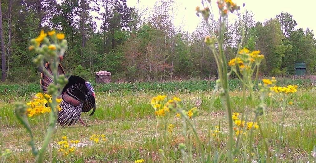 Turkey in a wildflower field with yellow blooms and trees in the background