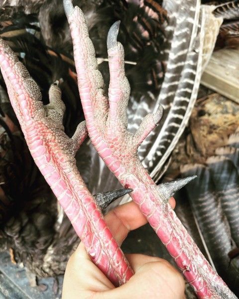 Pink-and-white textured plant stems held in a hand, with a patterned background
