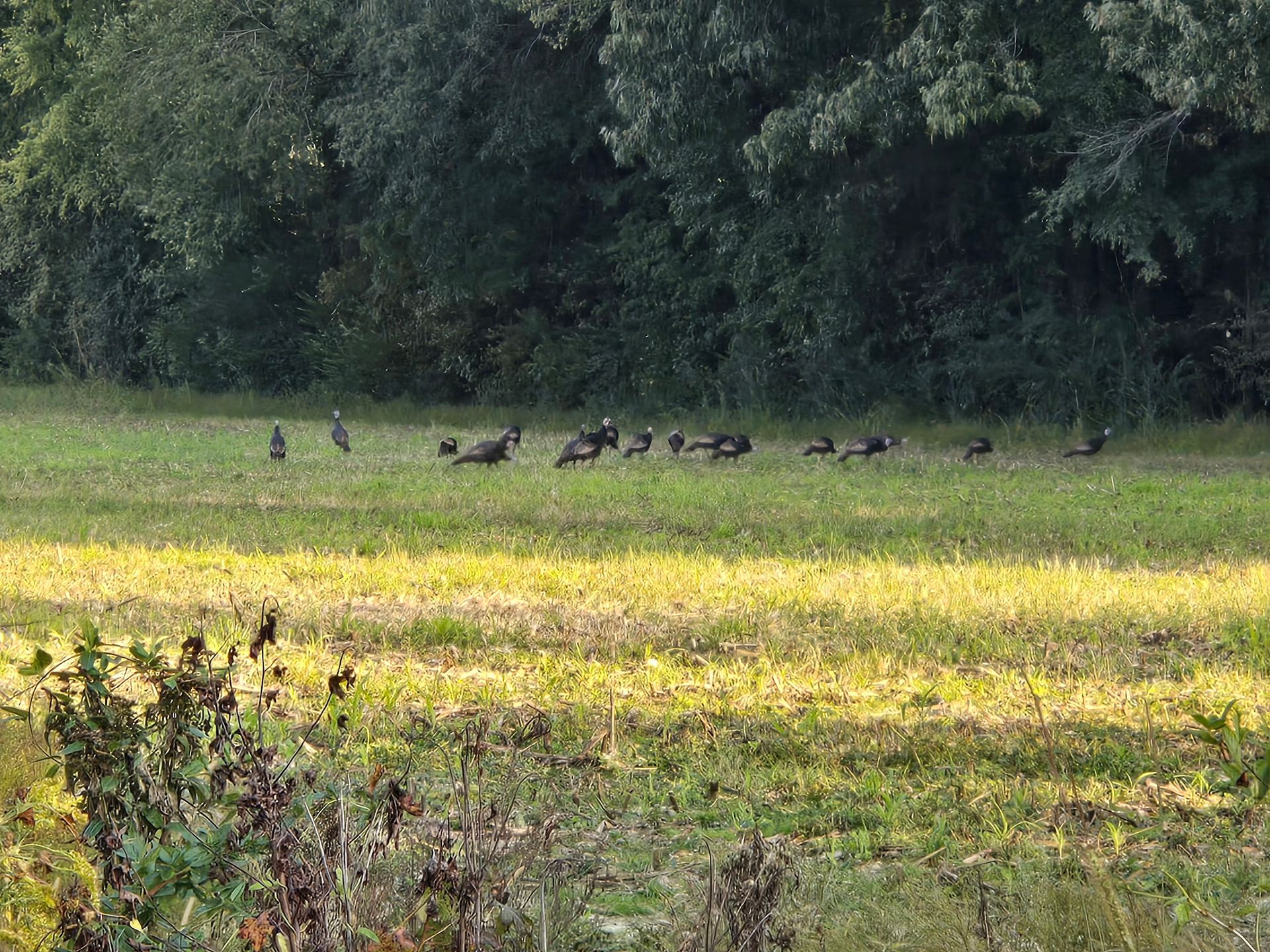 A flock of birds walking across a sunlit grassy field near a dark tree line.