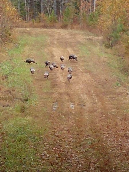 Wild turkeys crossing a grassy dirt path in a wooded area in autumn