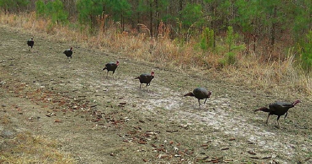 Five black birds walking in a row along a dirt path beside brush and trees