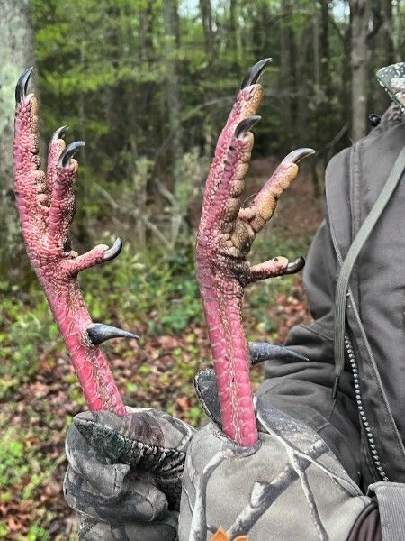 Gloved hands holding two pink, clawed bird feet against a wooded background