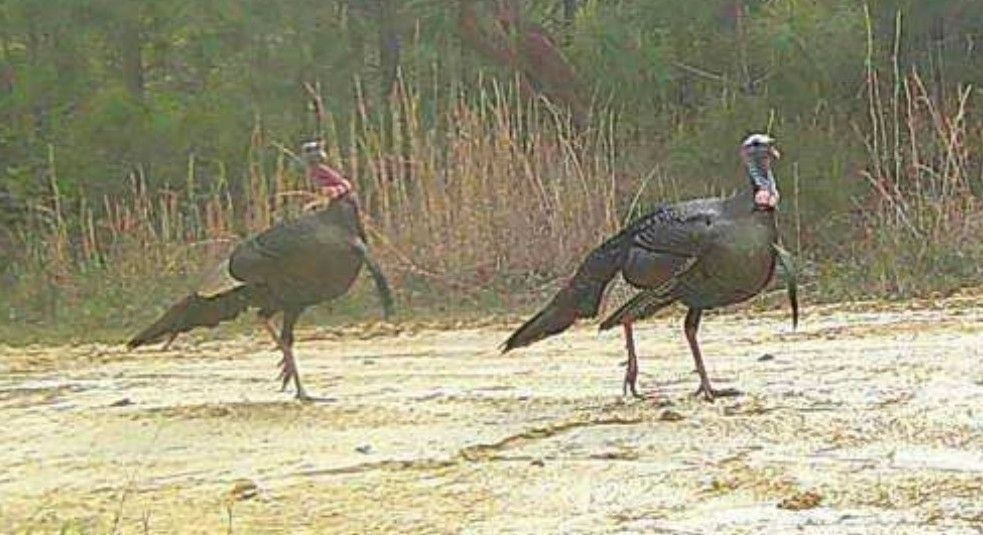 Two wild turkeys walking across a sandy clearing near tall grass and trees