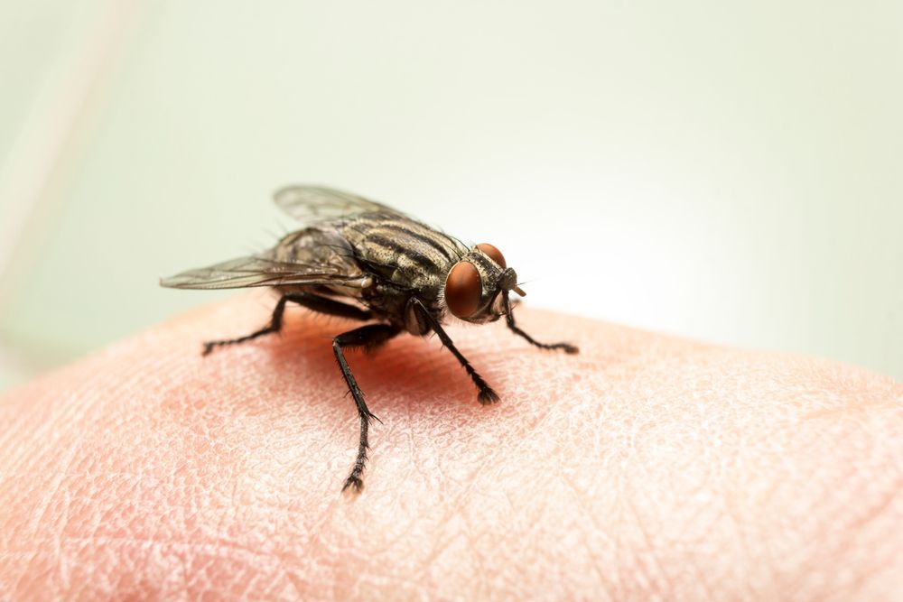 Fly with Striped Body and Red Eyes — Pestie Bestie Pest Control In Shepparton, VIC