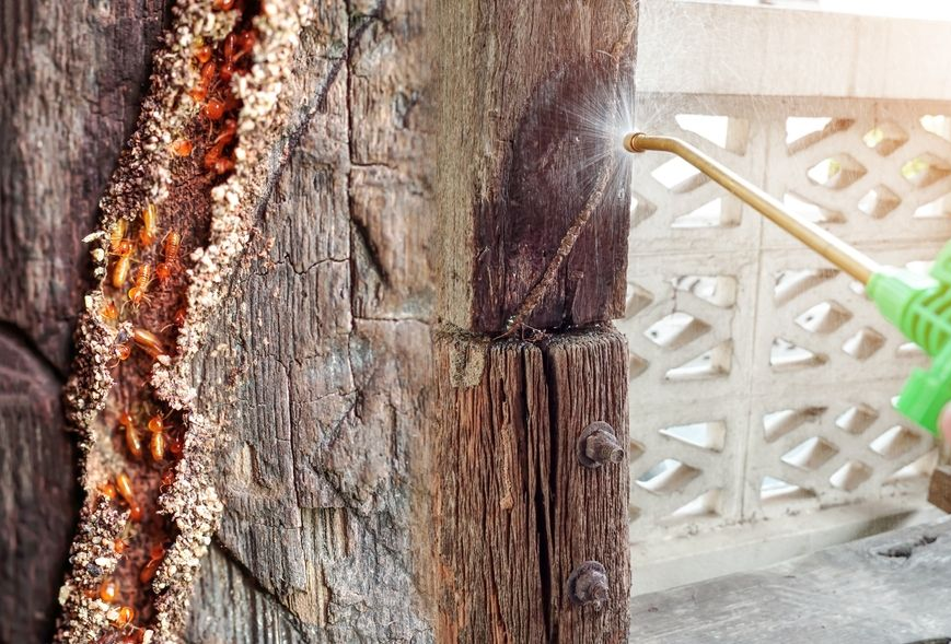Pest Control Spraying a Termite — Pestie Bestie Pest Control In Shepparton, VIC