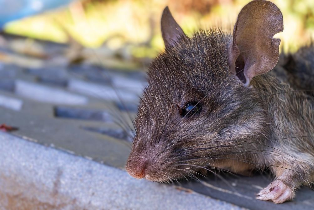 Close-Up of A Dark-Furred Rat with Large Ears and Whiskers — Pestie Bestie Pest Control In Shepparton, VIC