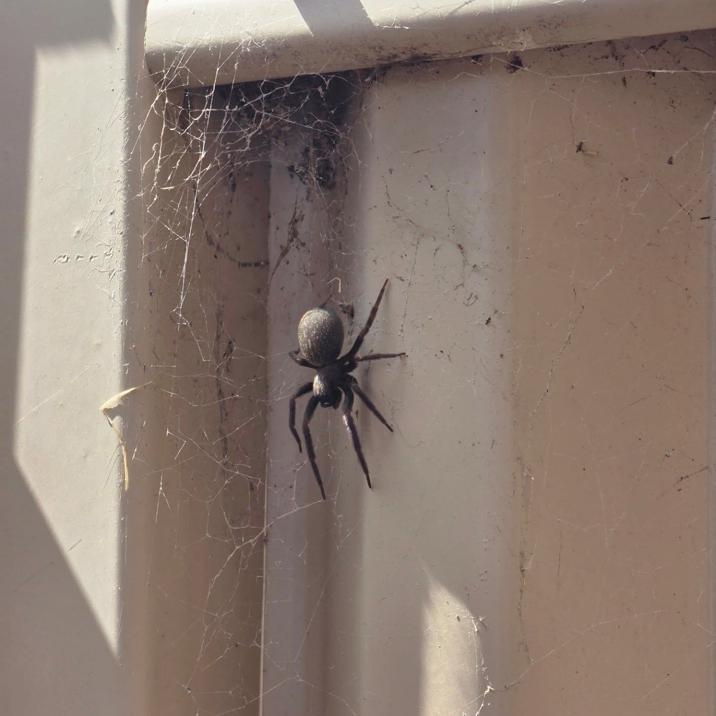 Black Spider on a Web in a Doorway Corner, Lit by Sunlight — Pestie Bestie Pest Control In Bendigo, VIC