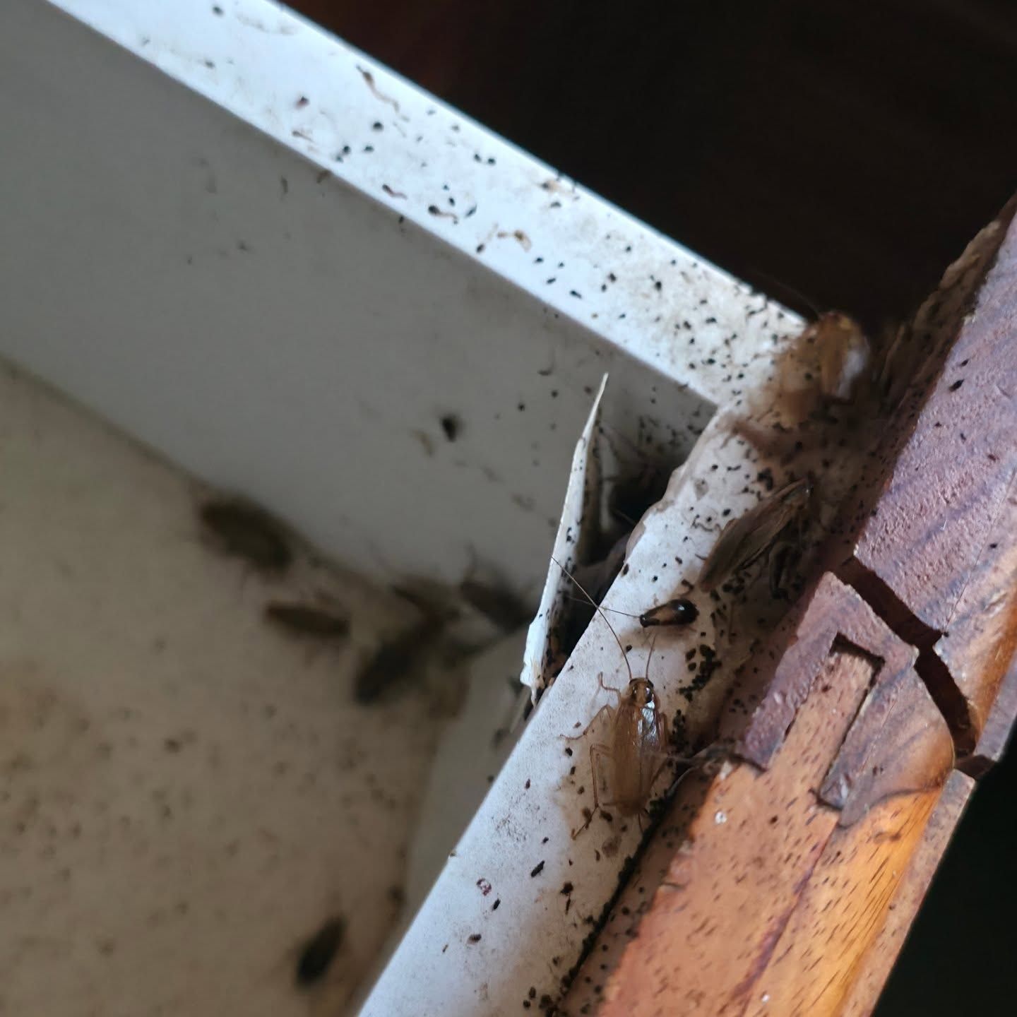 Small Brown Insect on a Dusty White Window Frame Near a Wooden Edge — Pestie Bestie Pest Control In Yarrawonga, VIC