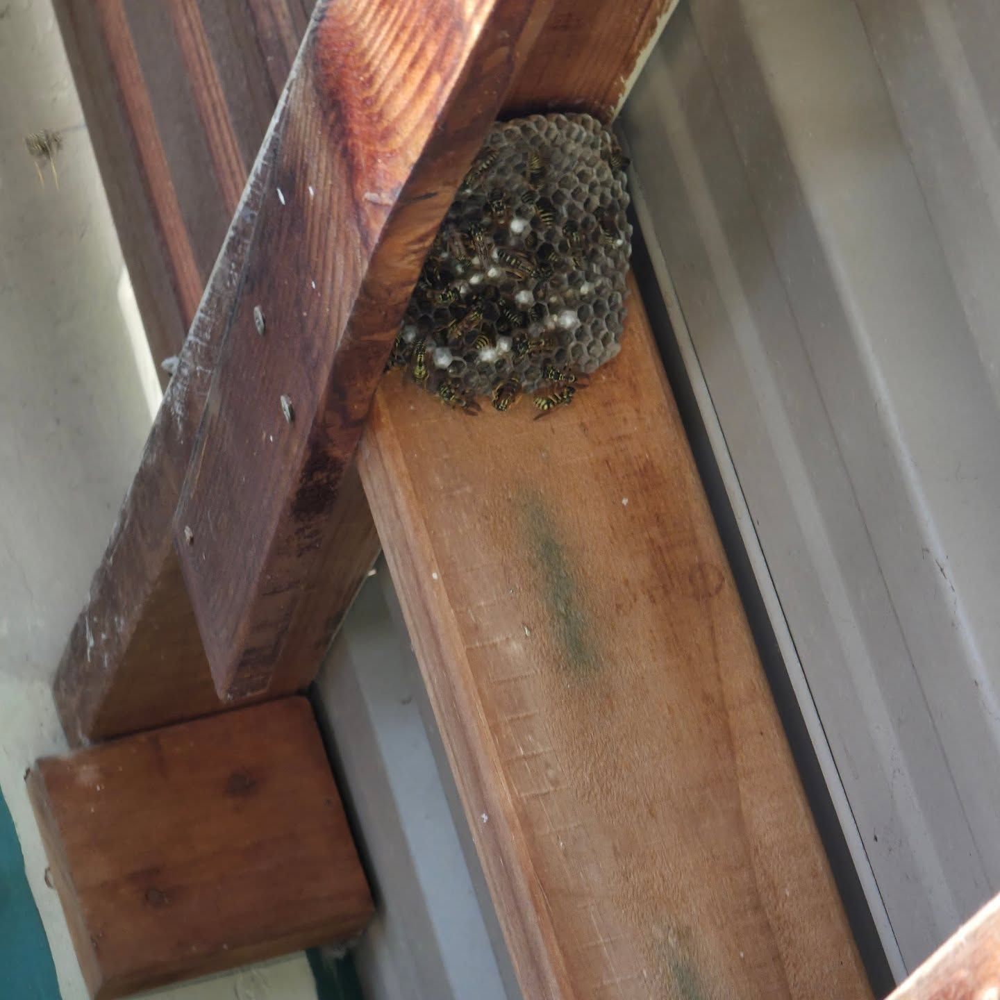 Wasp Nest Tucked Under Wooden Roof Beams Beside Grey Siding — Pestie Bestie Pest Control In Shepparton, VIC