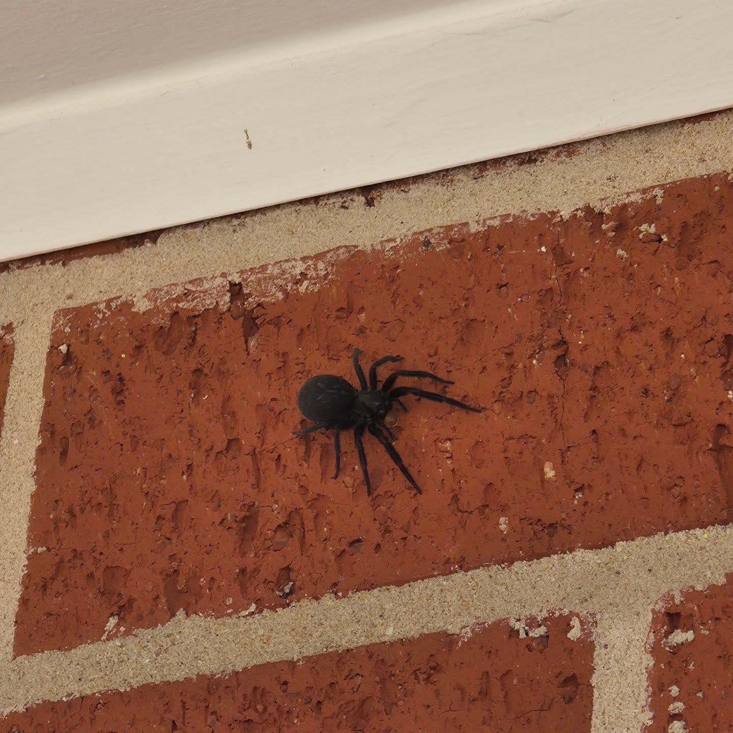 Small Black Spider on a Red Brick Wall Near a White Trim — Pestie Bestie Pest Control In Yarrawonga, VIC
