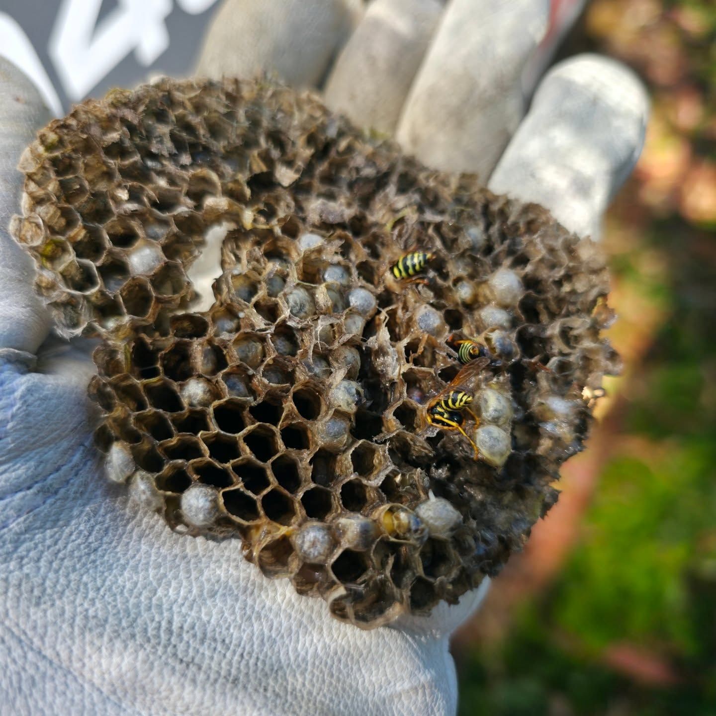 Small Hexagonal Paper Wasp Nest Held With a Few Wasps on the Comb — Pestie Bestie Pest Control In Benalla, VIC