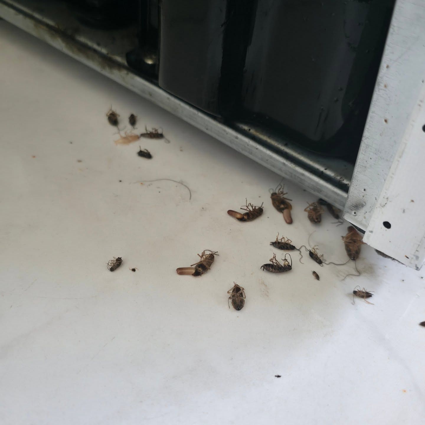 Several Dead Cockroaches Scattered on a White Floor Beside a Doorway — Pestie Bestie Pest Control In Benalla, VIC