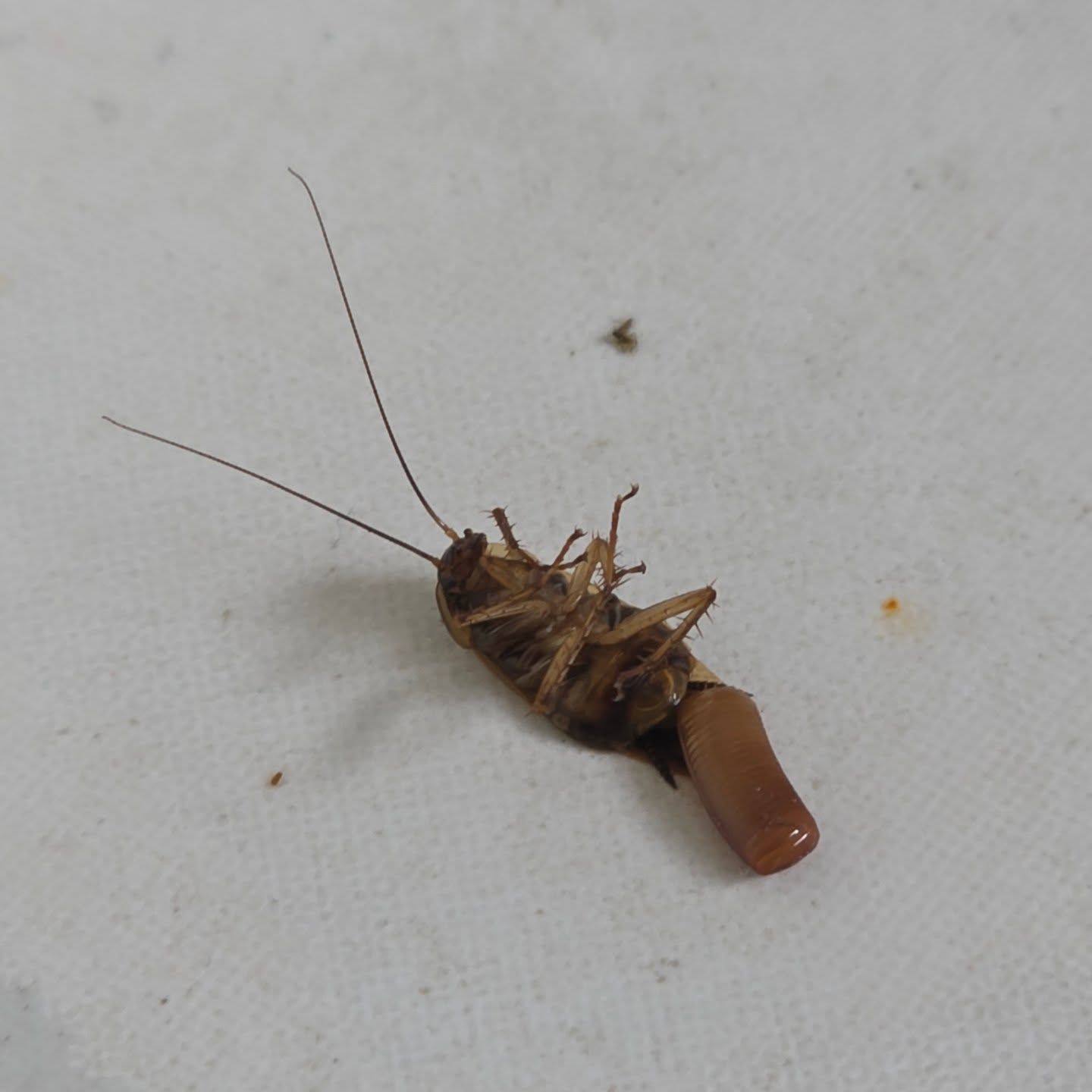 Dead Cockroach on a White Surface, With Long Antennae and Brown Body Exposed — Pestie Bestie Pest Control In Bendigo, VIC