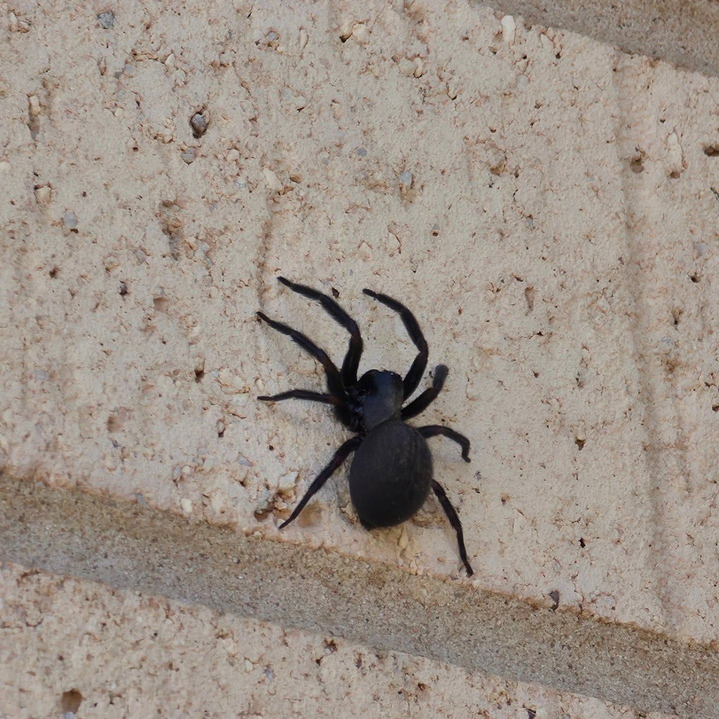 Black Spider on a Light Stone Wall — Pestie Bestie Pest Control In Benalla, VIC