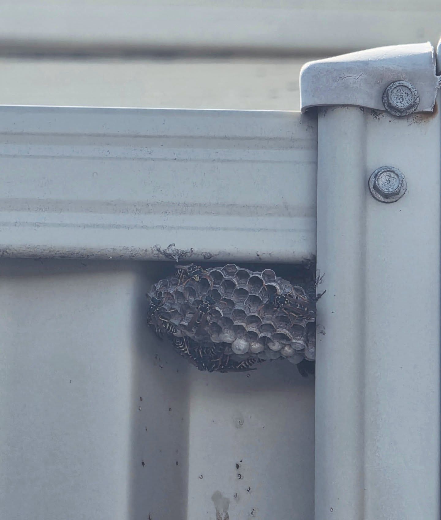 A wasp nest tucked under a gray metal roof edge beside a vertical support post — Pestie Bestie Pest Control In Yarrawonga, VIC