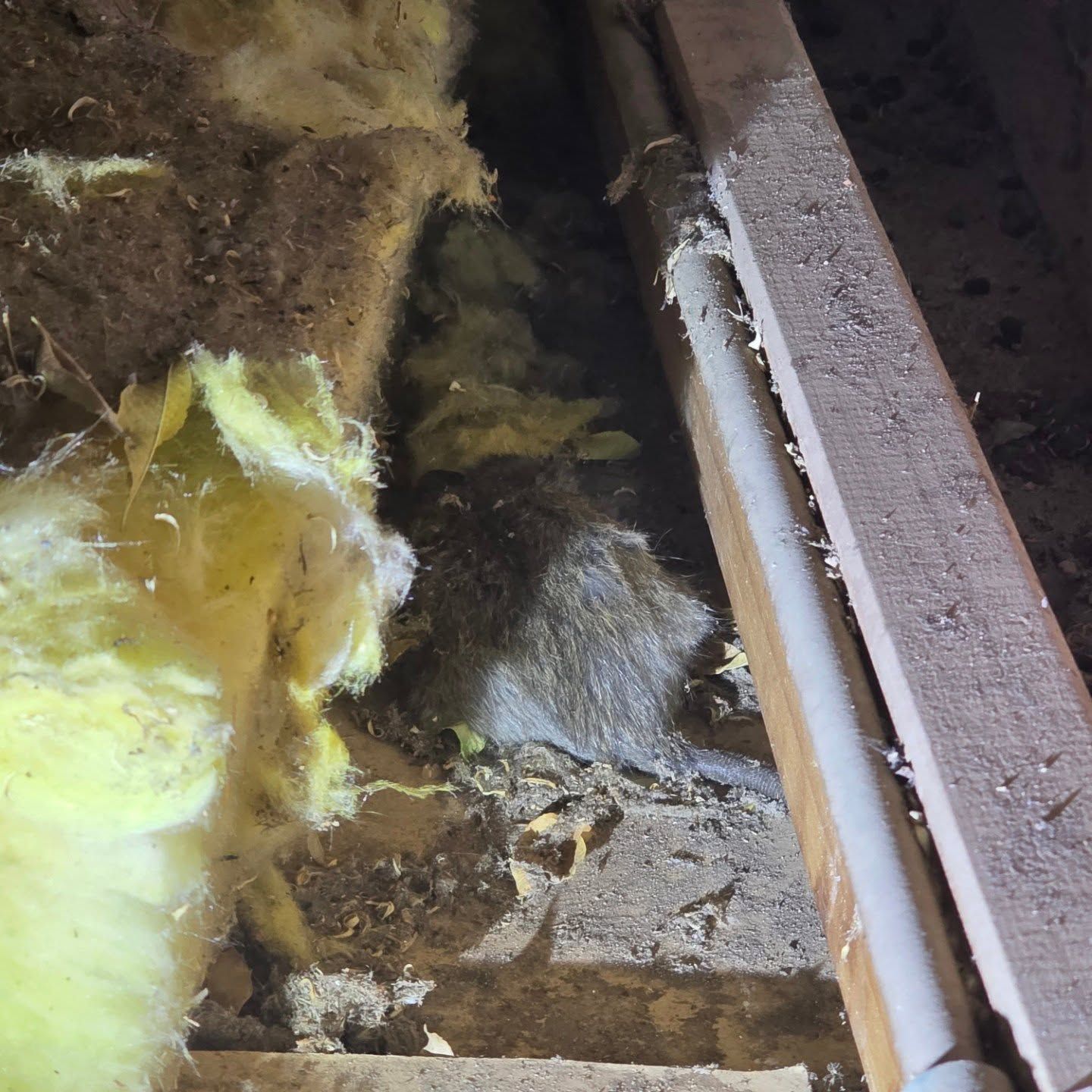 Yellow Insulation and Debris Inside a Wall Cavity Beside a Wooden Beam — Pestie Bestie Pest Control In Echuca, VIC