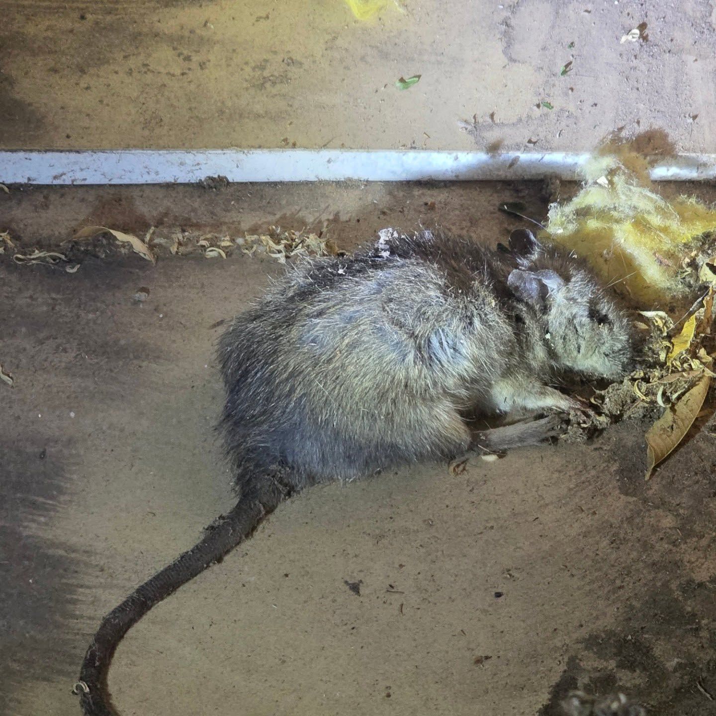 Dead Rodent on Concrete Beside a Wall, With a Long Tail — Pestie Bestie Pest Control In Bendigo, VIC