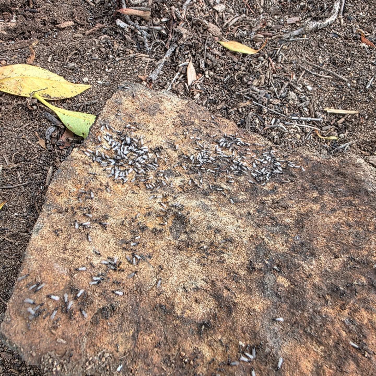 Rough Brown Stone on Dirt and Twigs — Pestie Bestie Pest Control In Echuca, VIC