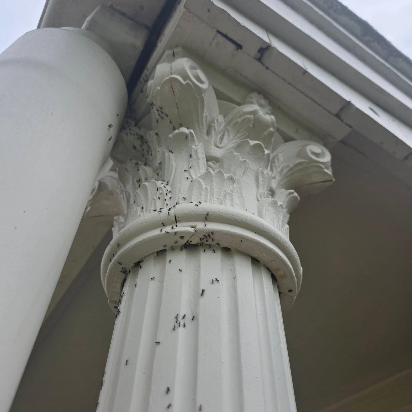 Column With Ornate Capital Surrounded by Ants — Pestie Bestie Pest Control In Echuca, VIC