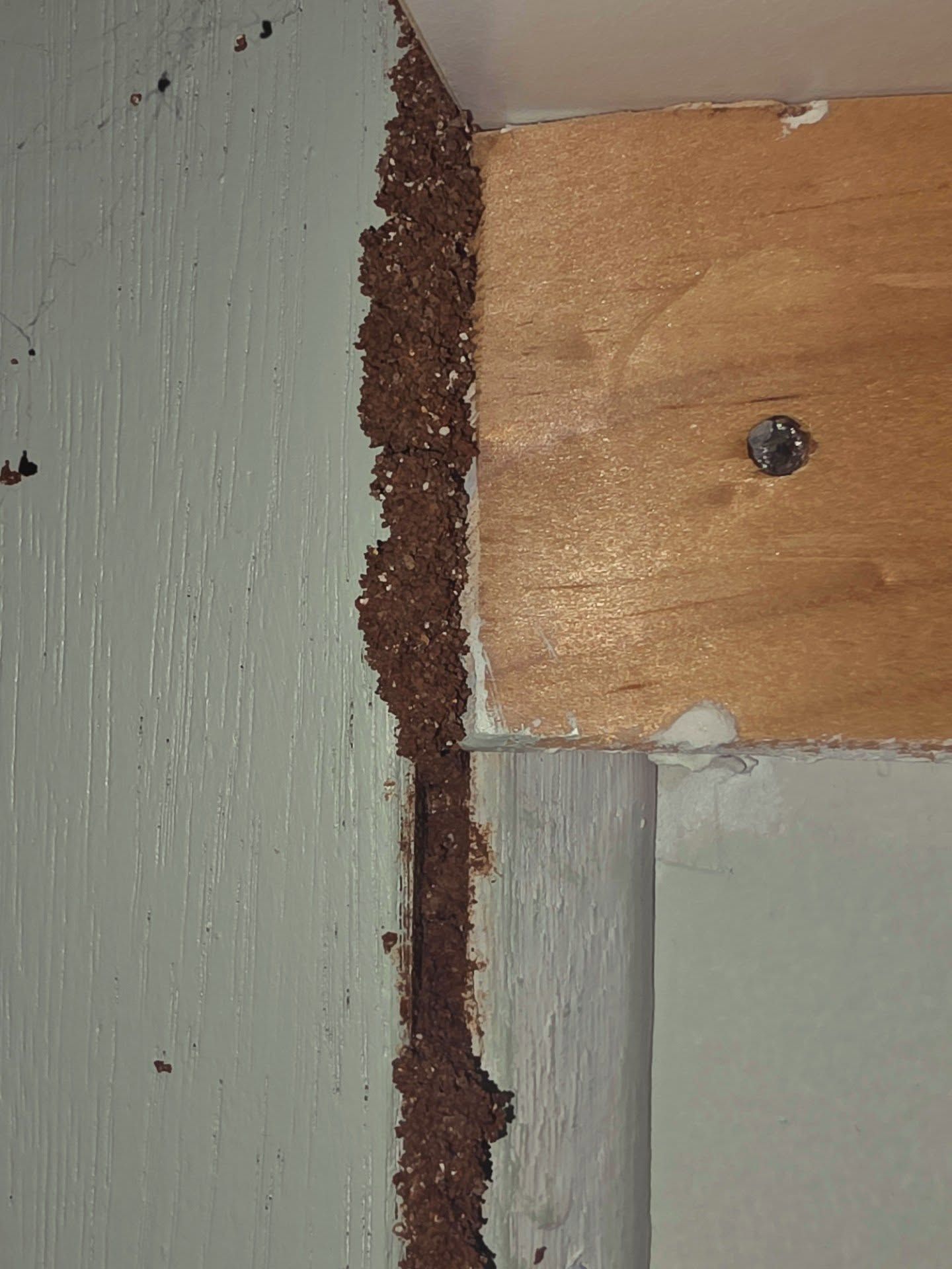 Wall Corner With Peeling Paint, Exposed Brown Material, and a Wooden Board — Pestie Bestie Pest Control In Echuca, VIC