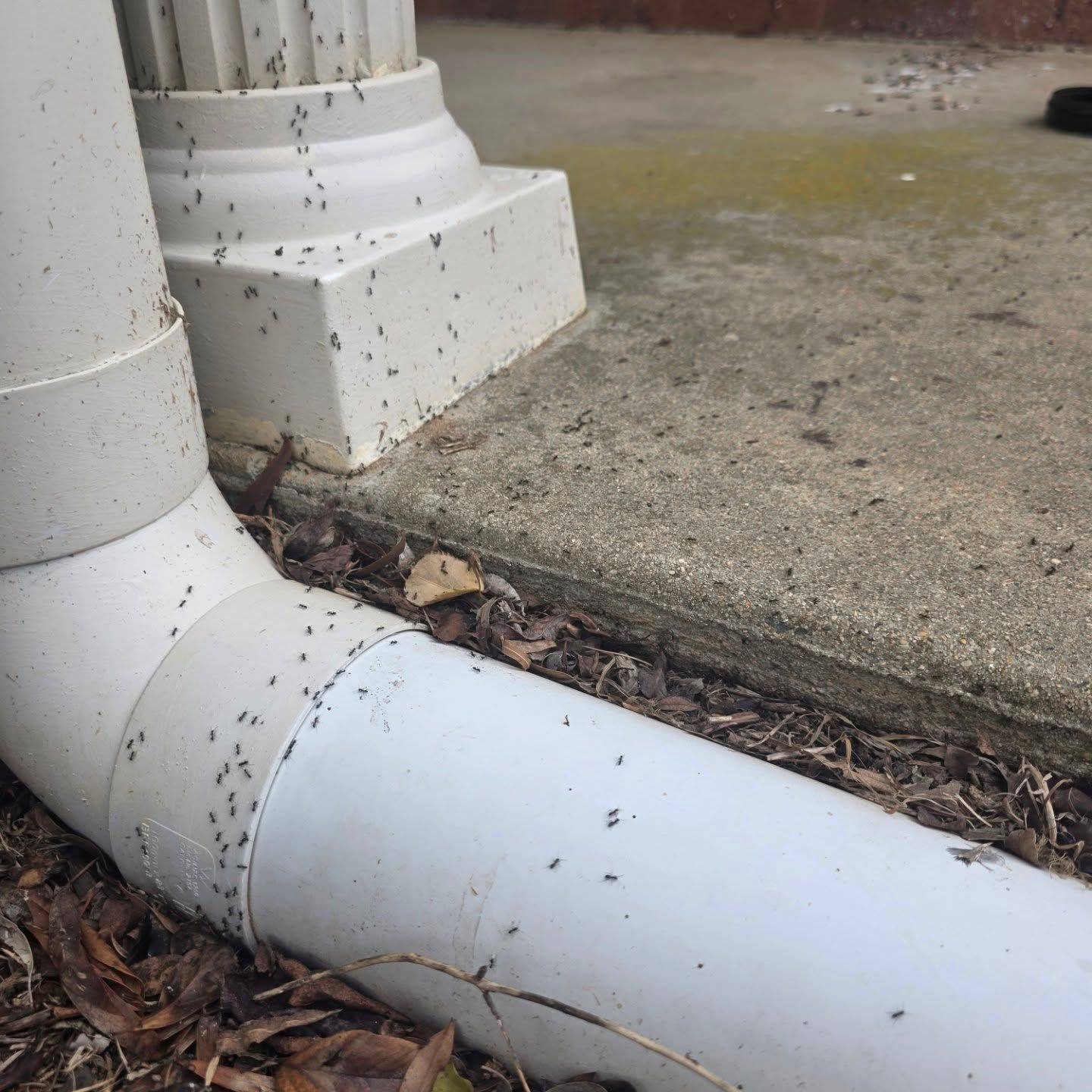 White Downspout Elbow Beside a Column on a Concrete Patio, Crawling With Ants — Pestie Bestie Pest Control In Benalla, VIC