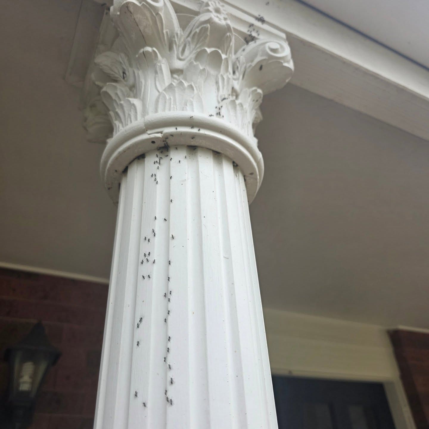 White Decorative Column With Ornate Capital and Small Dark Specks on a Porch — Pestie Bestie Pest Control In Bendigo, VIC