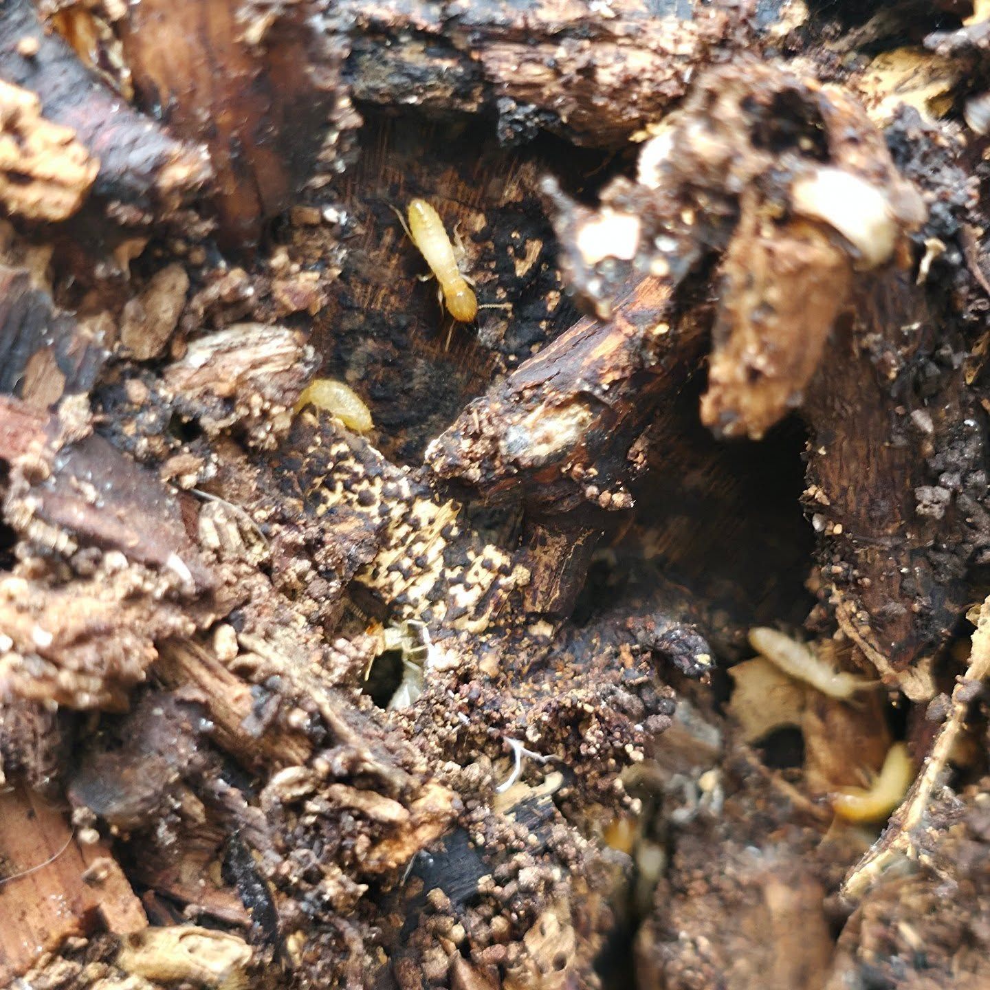 Close-up Of Tiny Yellow Insects Crawling in Damp, Decaying Wood and Soil — Pestie Bestie Pest Control In Echuca, VIC