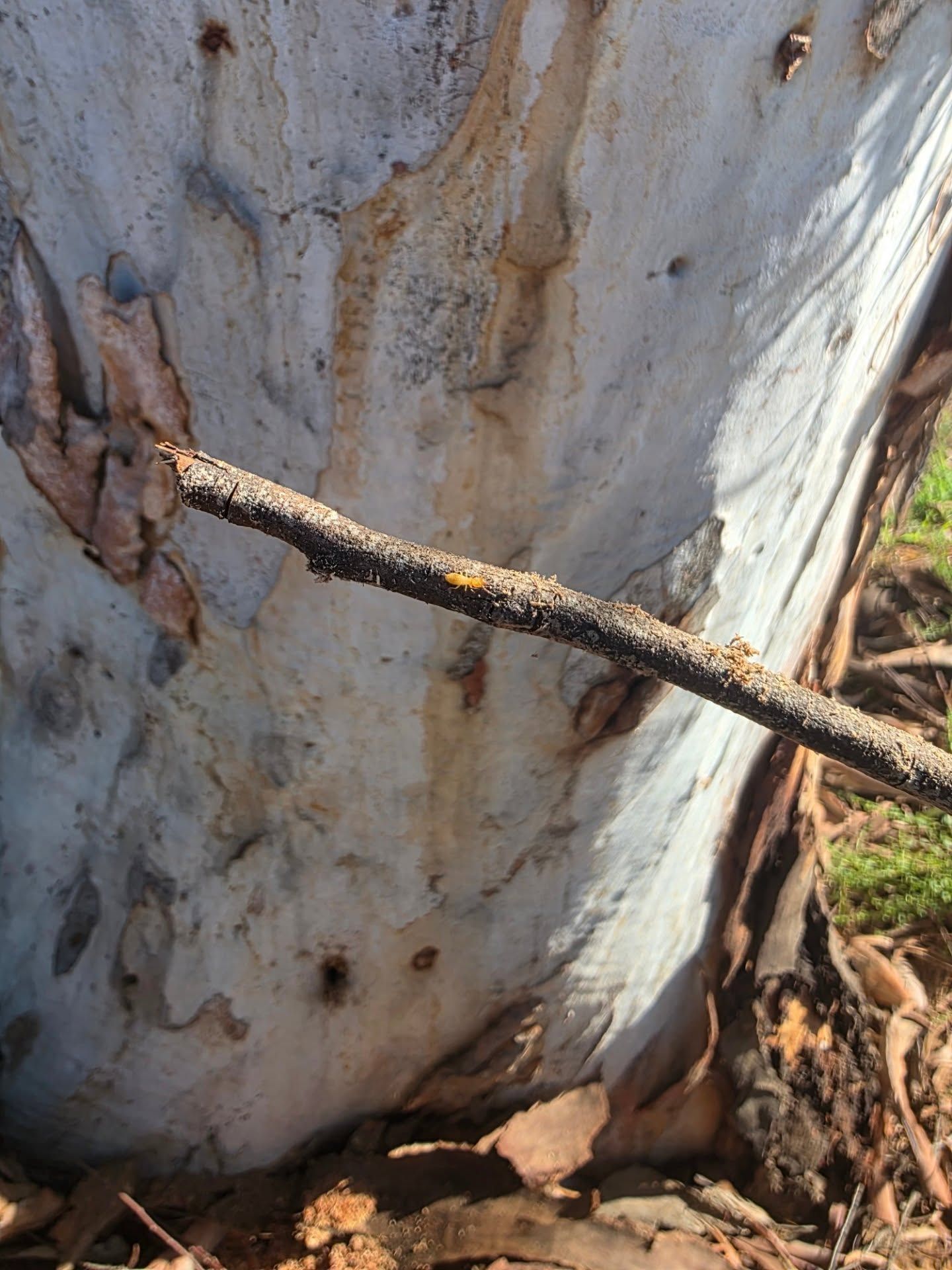 Tree Trunk With Peeling With Termites on It — Pestie Bestie Pest Control In Yarrawonga, VIC