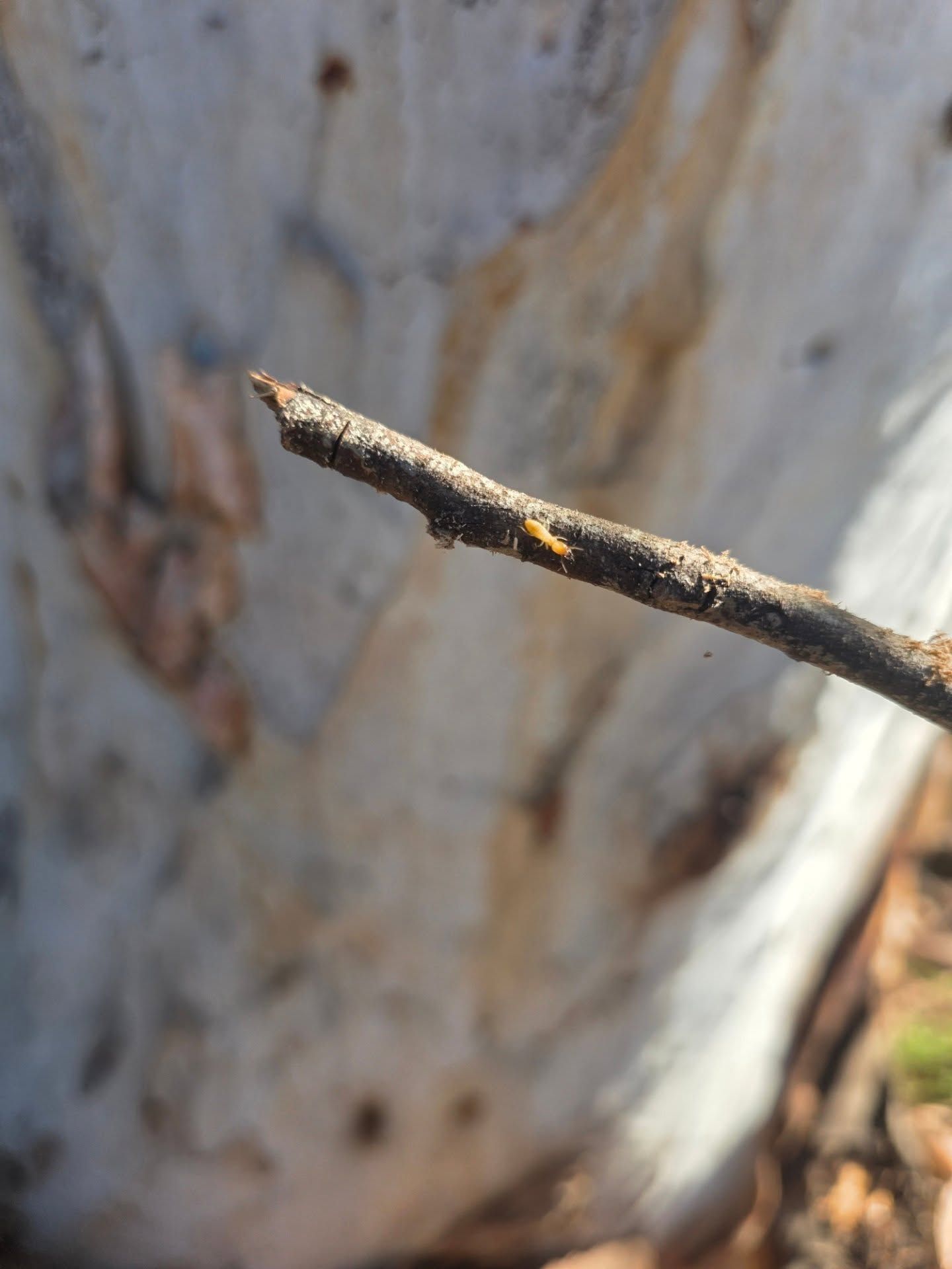 Close-up Of a Thin Twig With a Termite — Pestie Bestie Pest Control In Shepparton, VIC