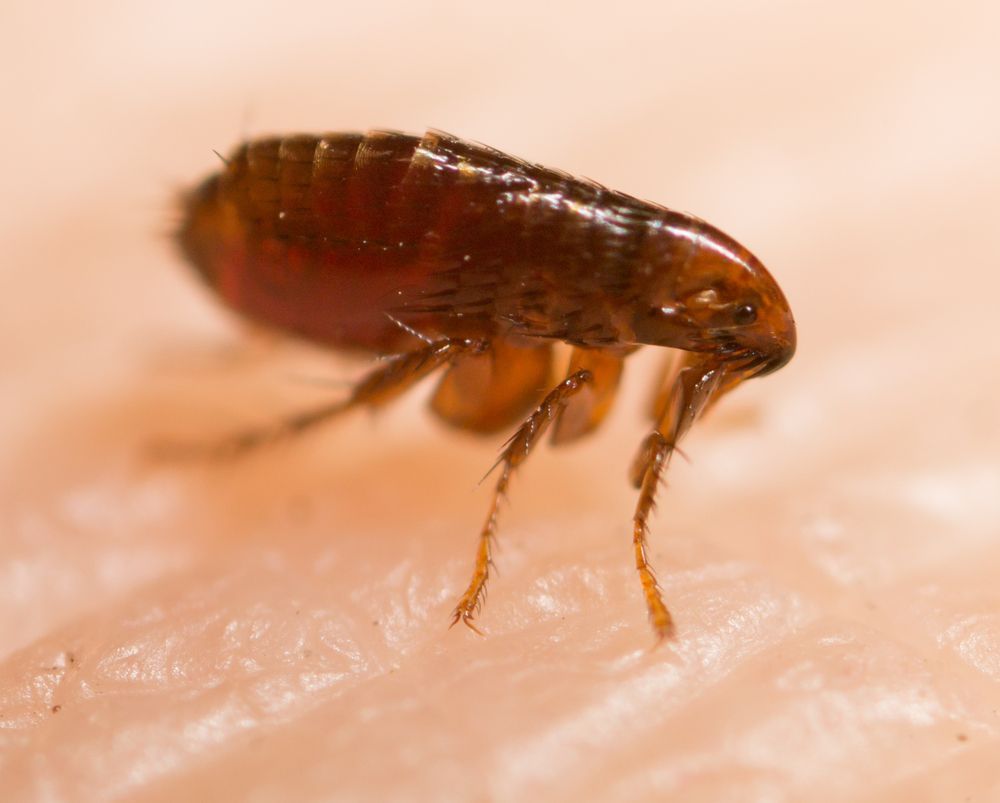 A Close-Up of A Brown Flea on Pink Skin — Pestie Bestie Pest Control In Shepparton, VIC
