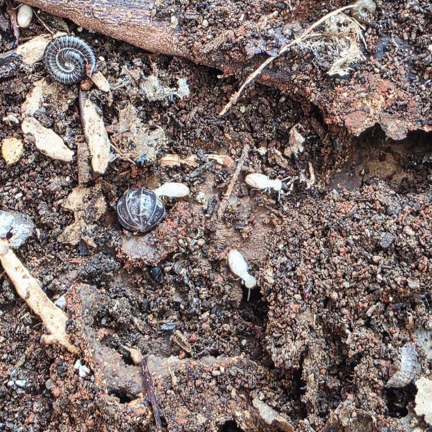 White Termites and a Curled Millipede on Damp Soil and Decaying Leaves — Pestie Bestie Pest Control In Yarrawonga, VIC
