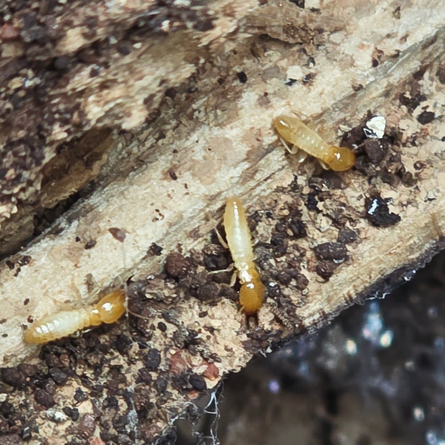 Three Pale Termites on Rough Wood, With Soil and Debris Around Them — Pestie Bestie Pest Control In Cobram, VIC