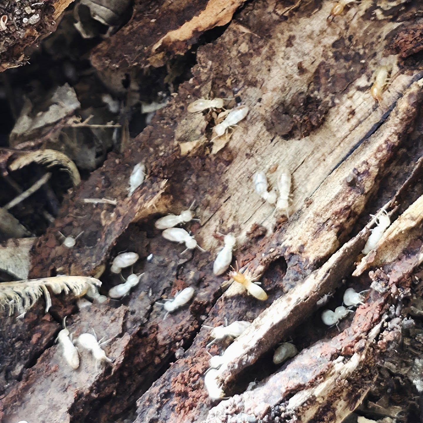 Termites Swarming Over Decaying Wood Bark in Close-up View — Pestie Bestie Pest Control In Benalla, VIC