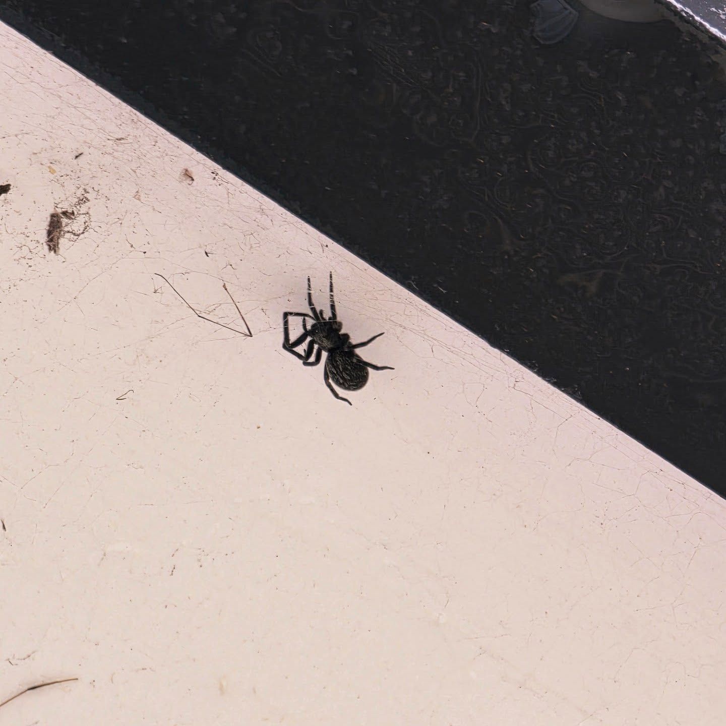 Small Black Spider on a Light Surface Near a Dark Edge — Pestie Bestie Pest Control In Cobram, VIC