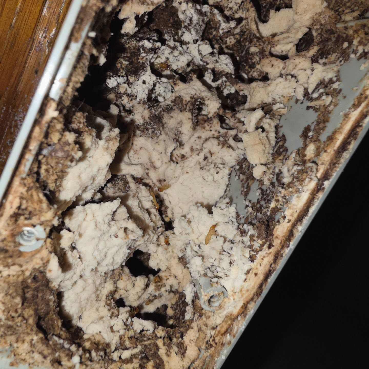 Damaged, Moldy Wooden Surface — Pestie Bestie Pest Control In Cobram, VIC