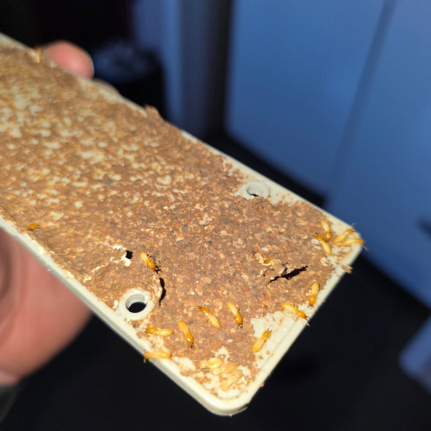 Close-up Of a Heavily Corroded Metal Plate With Rust and Peeling Paint — Pestie Bestie Pest Control In Bendigo, VIC