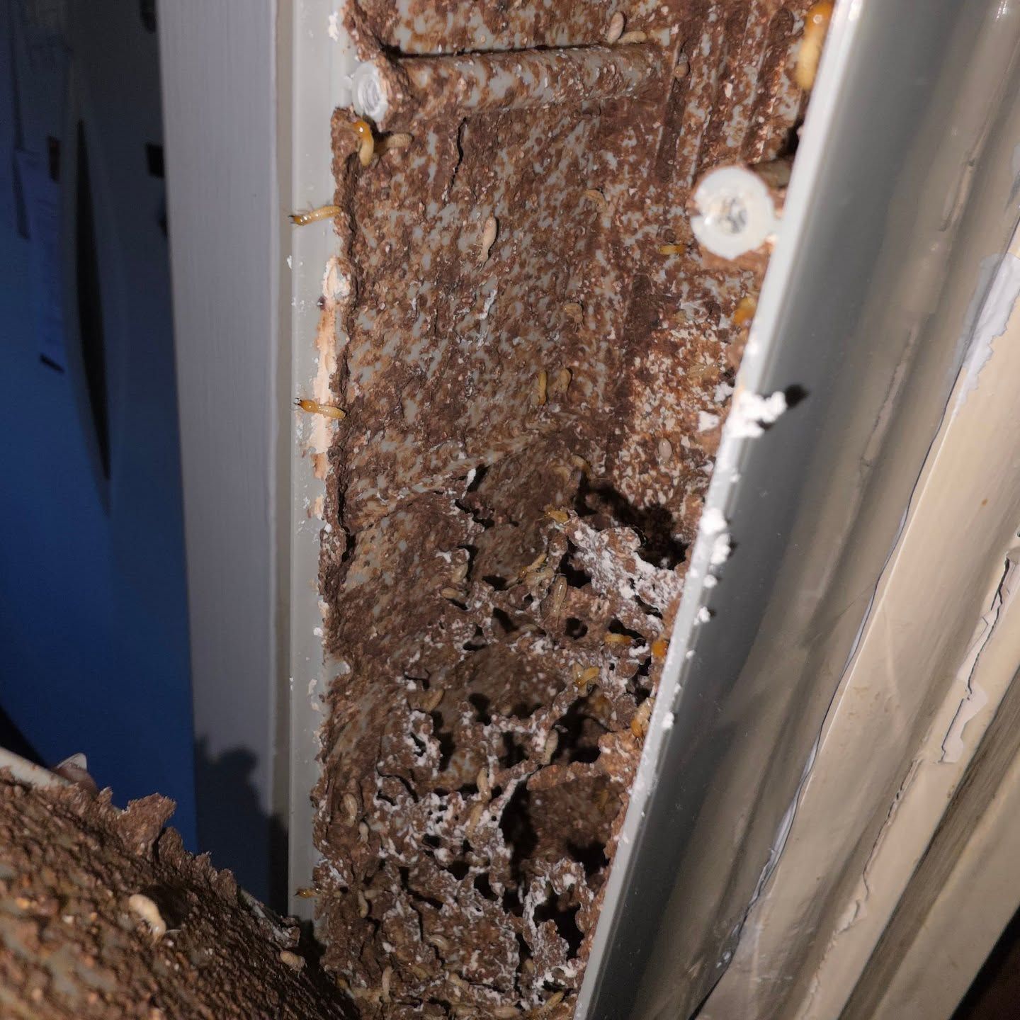 Rusted, Heavily Corroded Metal Framing With Holes — Pestie Bestie Pest Control In Cobram, VIC
