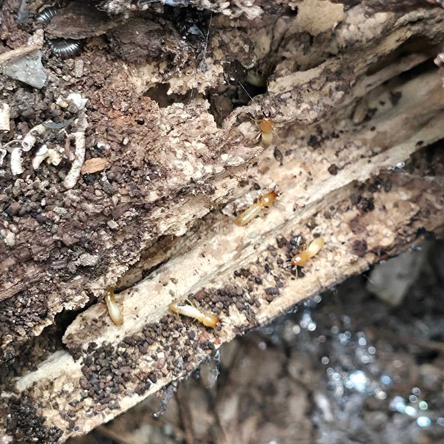 Close-up Of Dirt-covered Wood With Tiny Pale Larvae or Insects Crawling on It — Pestie Bestie Pest Control In Cobram, VIC