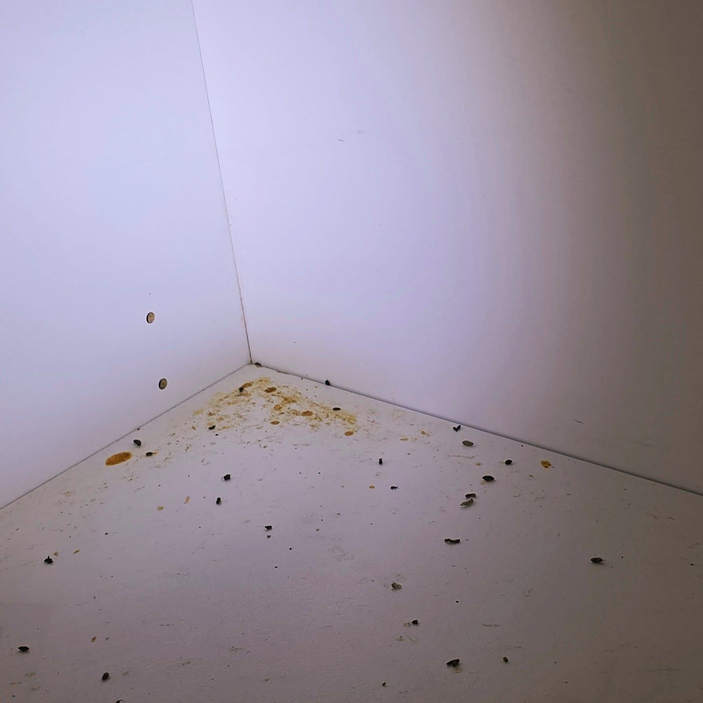 Cockroach and Rodent Droppings in A Kitchen Cupboard — Pestie Bestie Pest Control In Shepparton, VIC