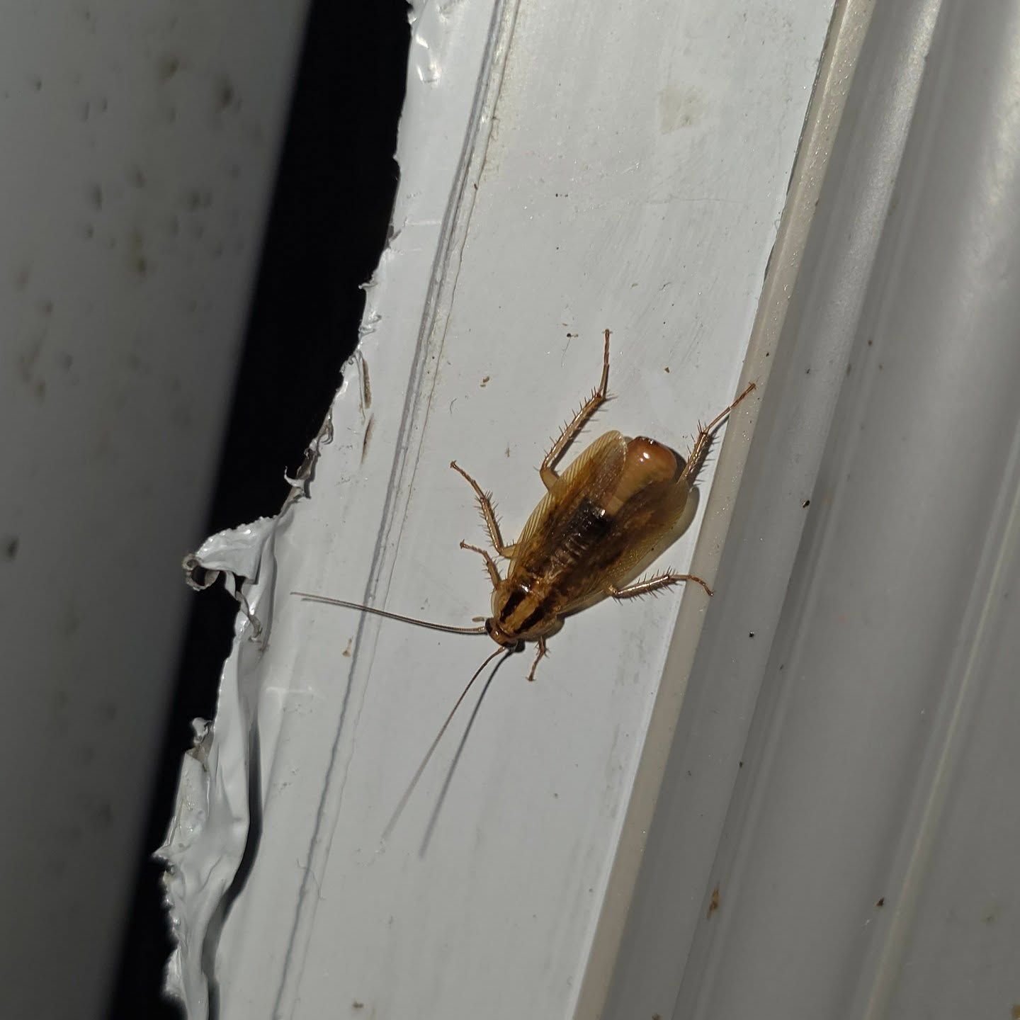 Brown Cockroach on A Grey Surface — Pestie Bestie Pest Control In Shepparton, VIC